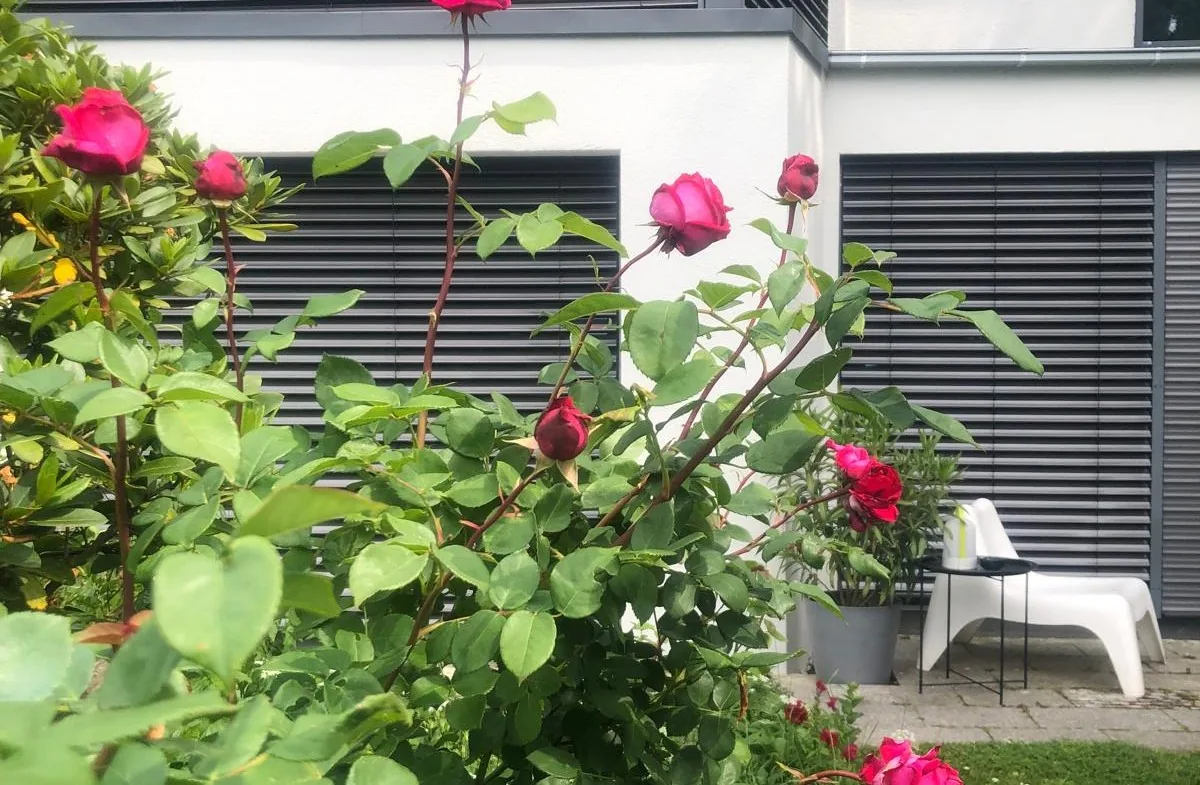 Neu angelegtes Beet mit Rosen und Stauden